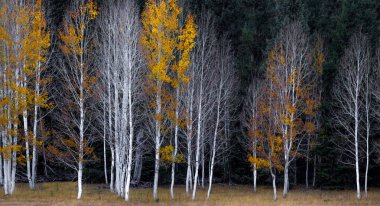 Sonbahar renkleri Grand Canyon Ulusal Parkı, Arizona Kuzey Rim Aspen Tree ormanlarda geldi