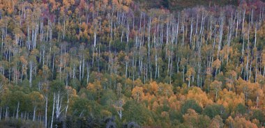 Utah, Zion Ulusal Parkı 'nın bitişiğindeki Kolob Terası' ndaki Aspen ağaçlarının parlak renkleriyle sonbahar renkleri geldi.