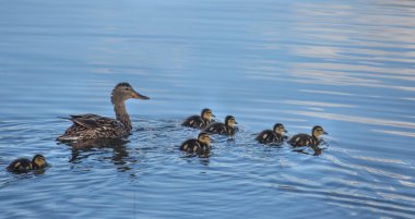 Rahibe Mallard Duck ve ördekleri Utah, Zion Ulusal Parkı yakınlarındaki Kolob Rezervuarında.