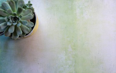 Düz arkaplan üzerindeki Cacyus Bitkisinin üst görünümü