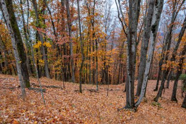 Kuzey Carolina 'nın Blue Ridge Parkway' inden sonbahar renkleri geldi..