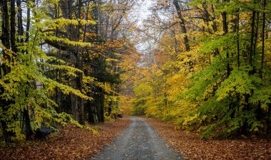 Sonbahar renkleri New Hampshire kırsalına ulaştı..