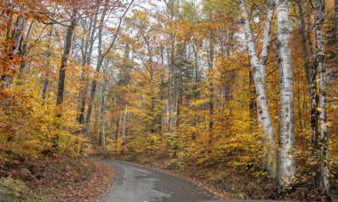 Sonbahar renkleri New Hampshire kırsalına ulaştı..