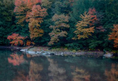 Pennsylvania 'daki Cook Forest State Park' taki Clarion Nehri boyunca sonbahar renkleri geldi.