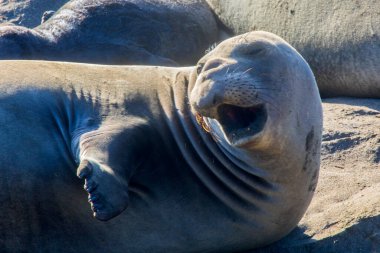 Piedras Blancas 'taki fil fokları Kuzey Fil fok balığı Rookery, Kaliforniya' nın merkez kıyısı boyunca.