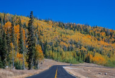 Utah, Dixie Ulusal Ormanı 'ndaki bir kavak ağacına sonbahar renkleri geldi.