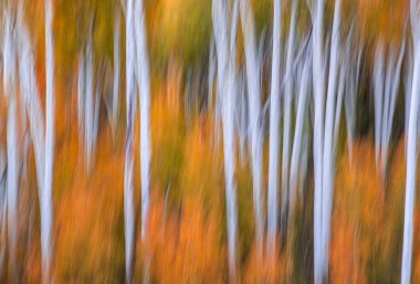 Fall foliage has arrived in an Aspen grove in the Southern Utah landscape clipart