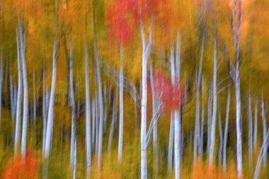 Fall foliage has arrived in an Aspen grove in the Southern Utah landscape clipart