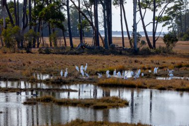 Giant Egrets at Chincoteague National Wildlife Refuge, Virginia clipart