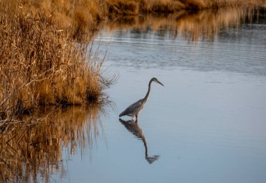 A Great Blue Heron on the prowl at Chincoteague National Wildlife Refuge, Virginia clipart