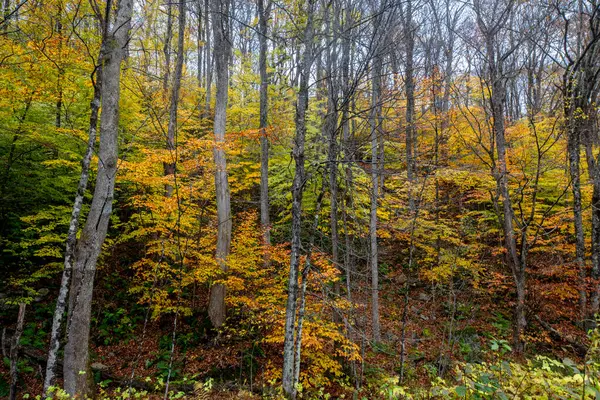 Sonbahar renkleri New Hampshire kırsalına ulaştı..