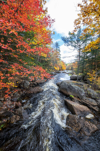 Осенние цвета прибыли вдоль реки Северный Бранч около Хиллсборо, Нью-Гэмпшир