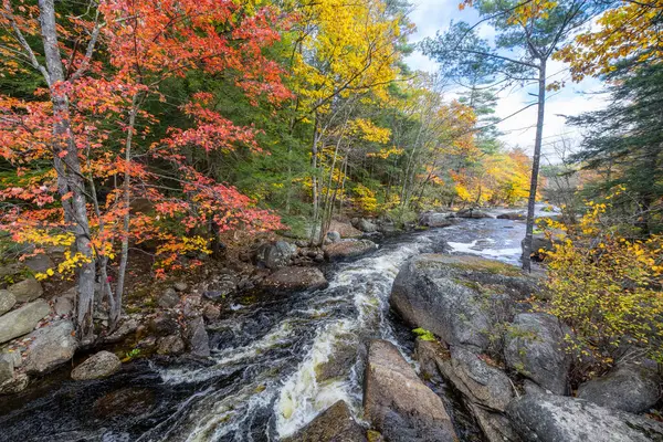 Hillsboro, New Hampshire yakınlarındaki North Branch Nehri boyunca sonbahar renkleri geldi.