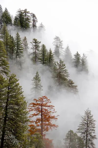 Sis Dev Orman ve Sierra Nevada Sıradağları Sequoia Ulusal Parkı, Kaliforniya içine rulo