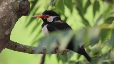 Bir ağacın dalında oturan Asya ispinozu.