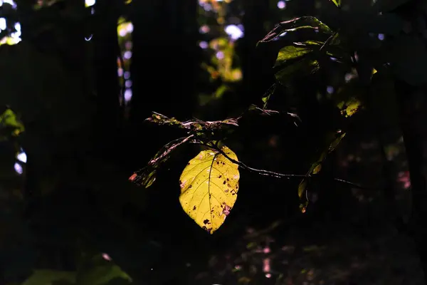 Güneş ışığı bir meşe ağacının yaprağına düşüyor ve ASSAM ormanında onu sarıya boyuyor.
