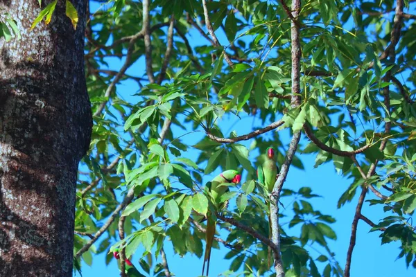 Pamuk ağacında oturan iki papağan. 