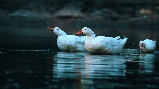 Białe Kaczki Innymi Kaczkami Pływające Niebieskim Stawie Wodnym — Wideo stockowe