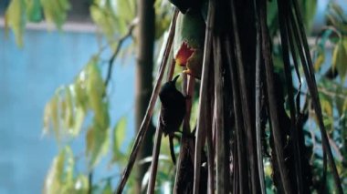 Assam ormanında kuş yiyen papaya.
