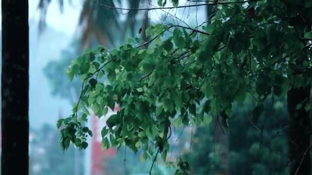 Regen Dschungel Assam — Stockvideo