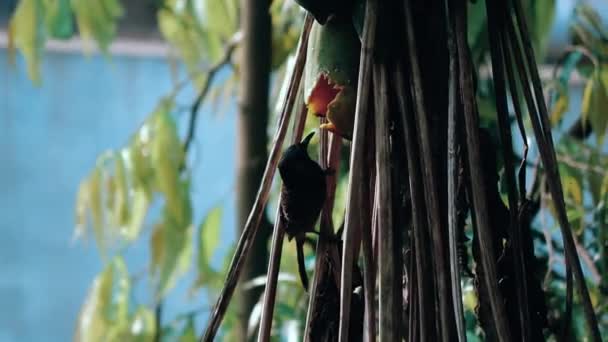 Vogel Isst Papaya Dschungel Von Assam — Stockvideo