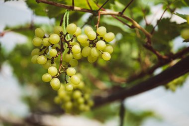 Organik çiftlikte yetişen yeşil üzüm