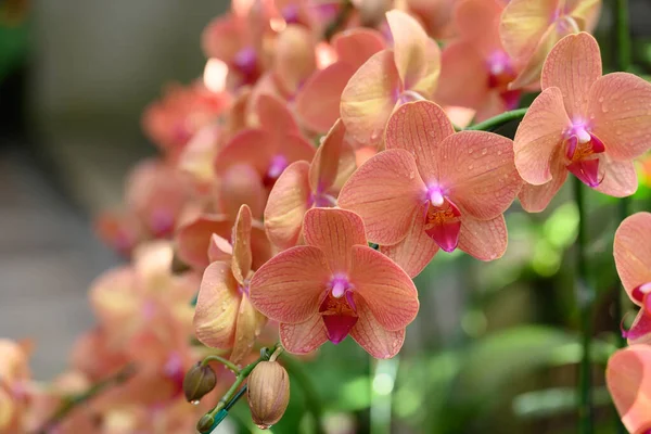 Stock image Orange Phalaenopsis orchid flower blossom in garden