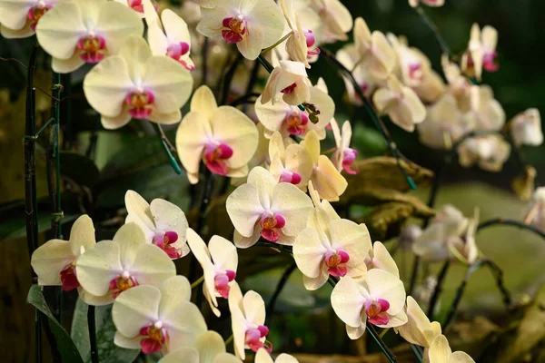 Желто Розовый Цветок Орхидеи Phalaenopsis Саду — стоковое фото