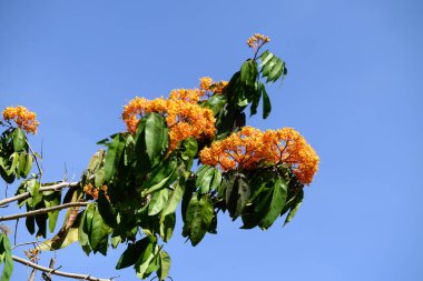 Portakal çiçekleri (Ashoka ağacı) mavi gökyüzü ile süslü bir bahçede çiçek açarlar.