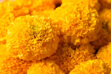 Sarı kadife çiçeği, güzel çiçek dokusu arka plan, ruhani çiçek.