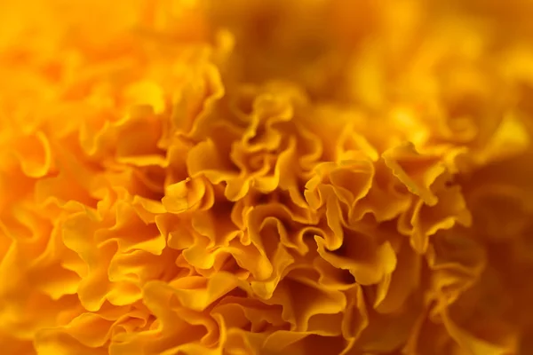 Yellow marigold blossom, beautiful flower texture background, Spiritual flower