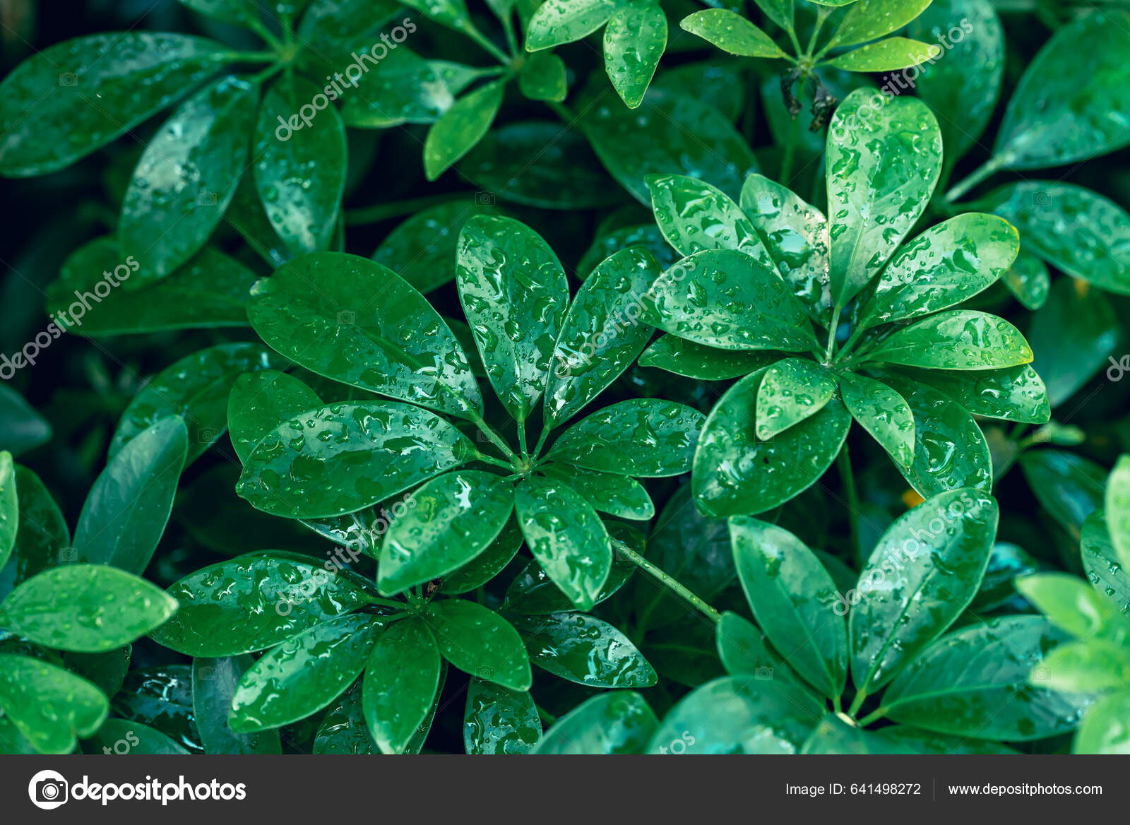 Green Dwarf Umbrella Tree Heptapleurum Arboricola Evergreen Houseplant