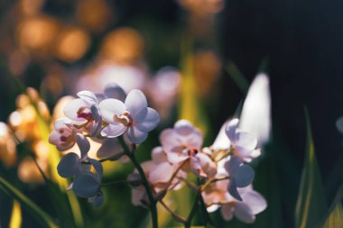 Beautiful ground orchid flower (Spathoglottis) blossom in garden, Spring season