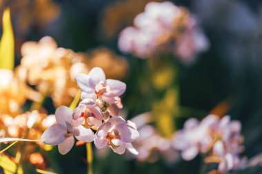 Beautiful ground orchid flower (Spathoglottis) blossom in garden, Spring season