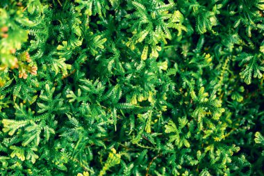 Green Selaginella, spikemoss or lesser clubmoss, Fresh leaf nature texture background