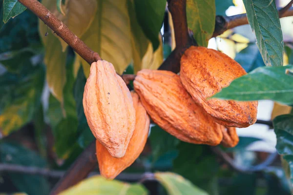Ripe Cocoa Pods Tree Growth Garden — 图库照片