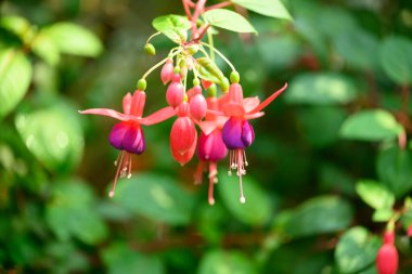 Beautiful Fuchsia flower blossom in garden, Spring season