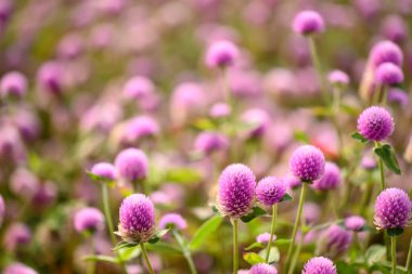 Bahçede açan güzel pembe Globe Amaranth çiçeği