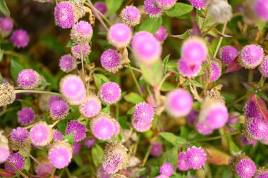 Bahçede açan güzel pembe Globe Amaranth çiçeği