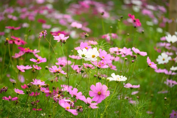 Beautiful Cosmos Flowers Blossom Garden Flower Field Spring Season — Fotografia de Stock