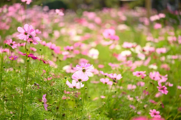 Mooie Kosmos Bloemen Bloesem Tuin Bloemenveld Het Voorjaar — Stockfoto