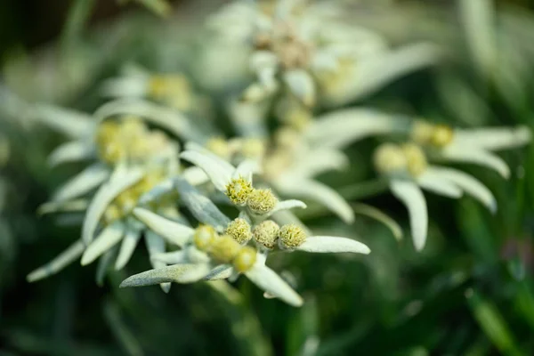 Krásná Květina Edelweiss Horský Květ Používá Tradičním Medine — Stock fotografie