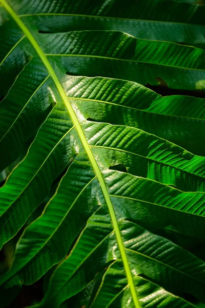 Zblízka Čerstvé Kapradinové Listové Textury Slunečním Světlem Zelené Přírodní Pozadí — Stock fotografie