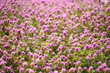 Bahçede açan güzel pembe Globe Amaranth çiçeği