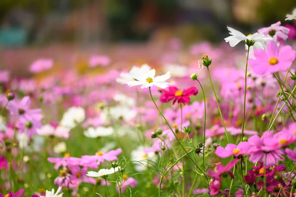 Mooie Kosmos Bloemen Bloesem Tuin Bloemenveld Het Voorjaar — Stockfoto
