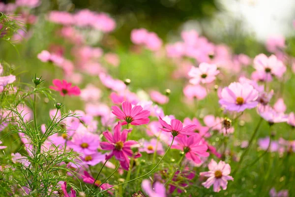 春の花畑 庭に咲く美しいコスモス — ストック写真