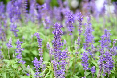 Mavi salvia çiçeği bir bahçede çiçek açar, bahar mevsiminde.