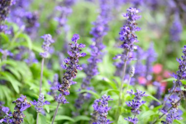 Mavi salvia çiçeği bir bahçede çiçek açar, bahar mevsiminde.