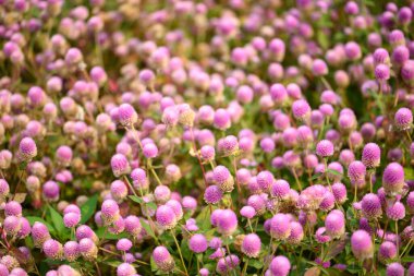 Bahçede açan güzel pembe Globe Amaranth çiçeği