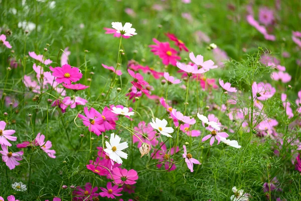 Gyönyörű Kozmosz Virágok Virágzik Kertben Virág Mező Tavaszi Szezonban — Stock Fotó